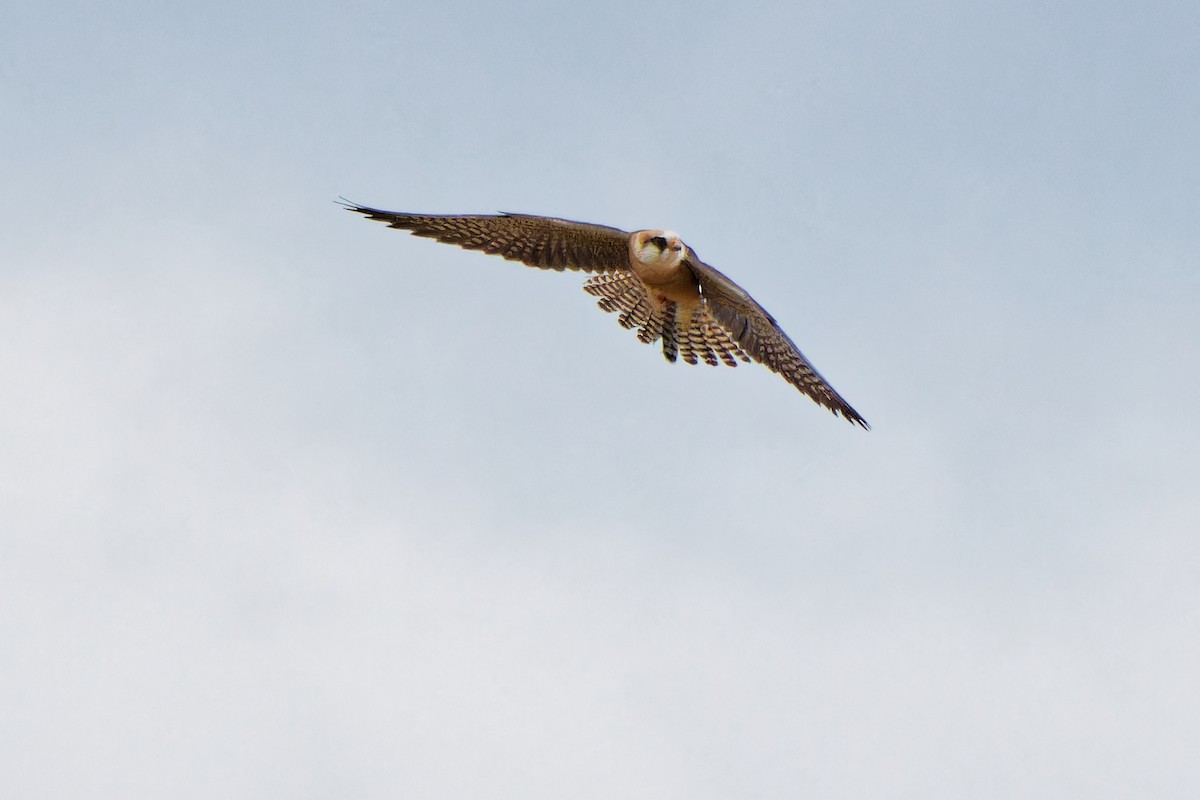 Red-footed Falcon - ML620638833