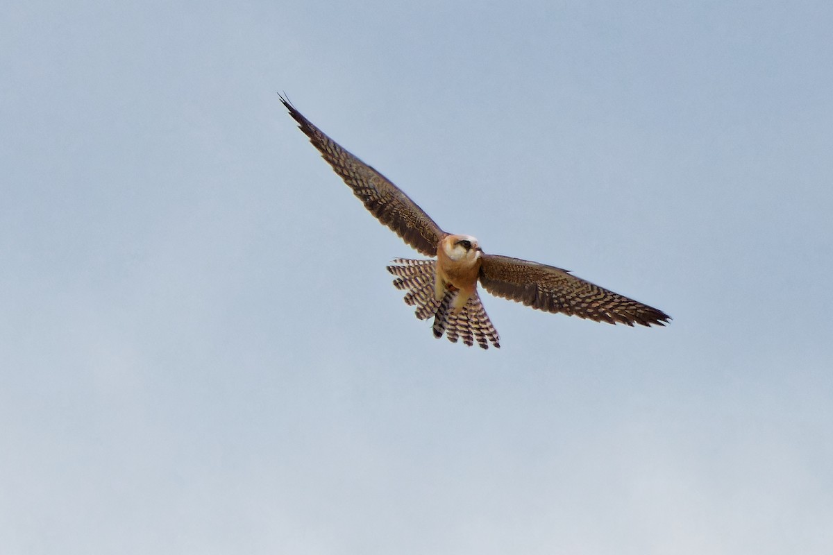 Red-footed Falcon - ML620638834