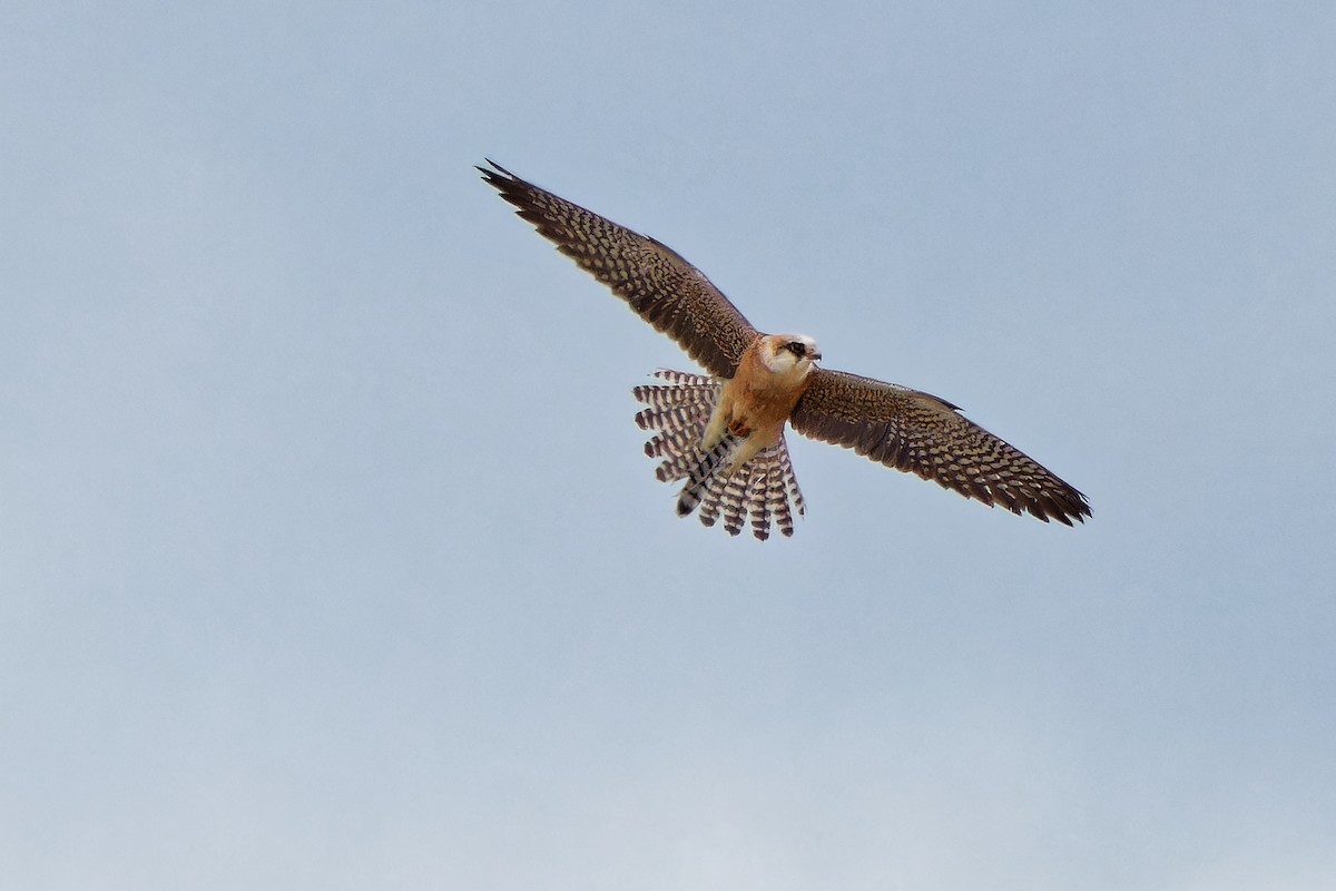 Red-footed Falcon - ML620638835