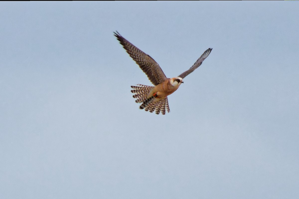 Red-footed Falcon - ML620638836