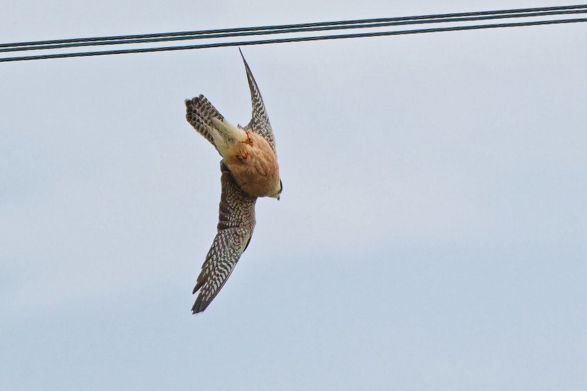 Red-footed Falcon - ML620638838