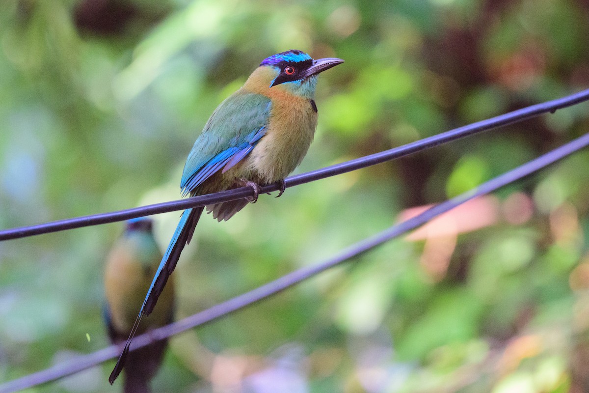 Motmot de Lesson - ML620638840