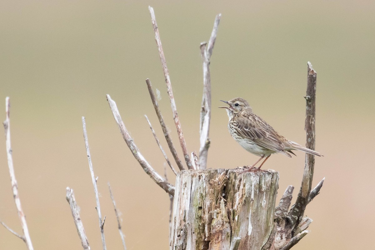 Meadow Pipit - ML620638842