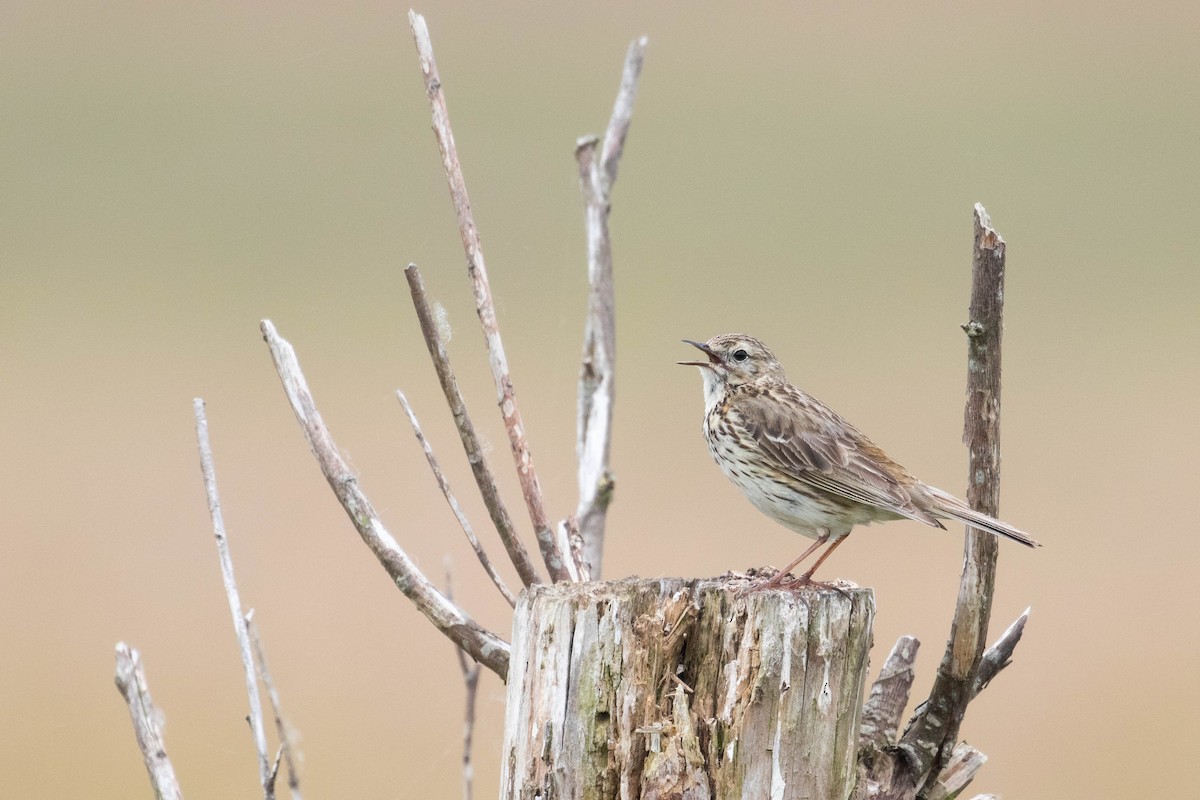 Meadow Pipit - ML620638843