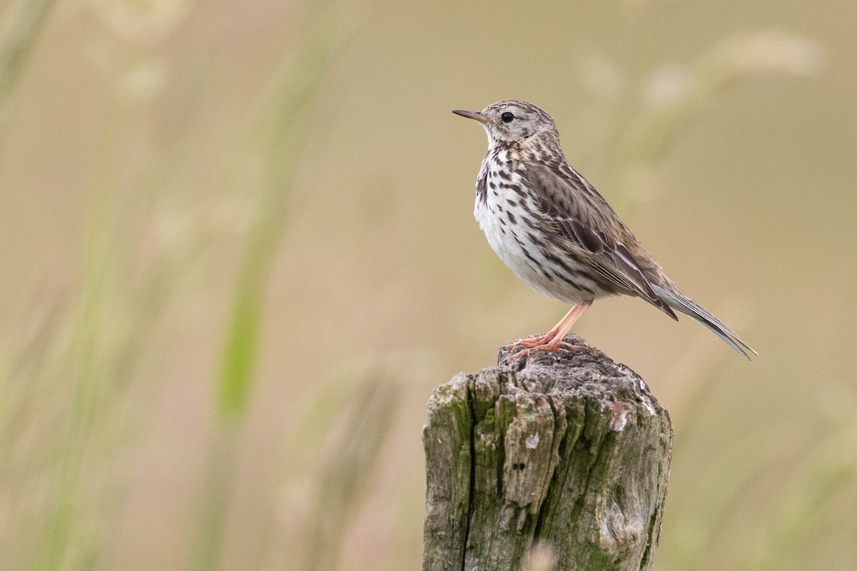 Meadow Pipit - ML620638844
