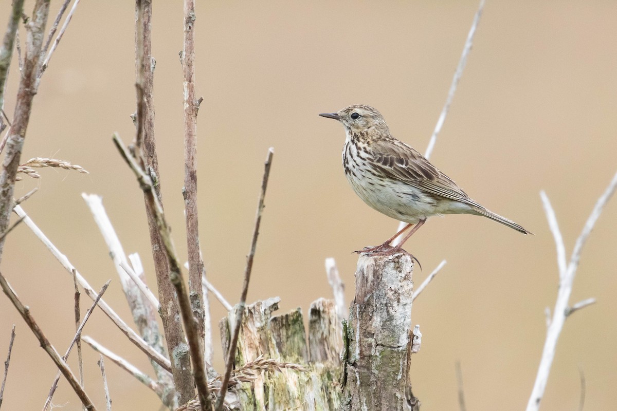 Meadow Pipit - ML620638846