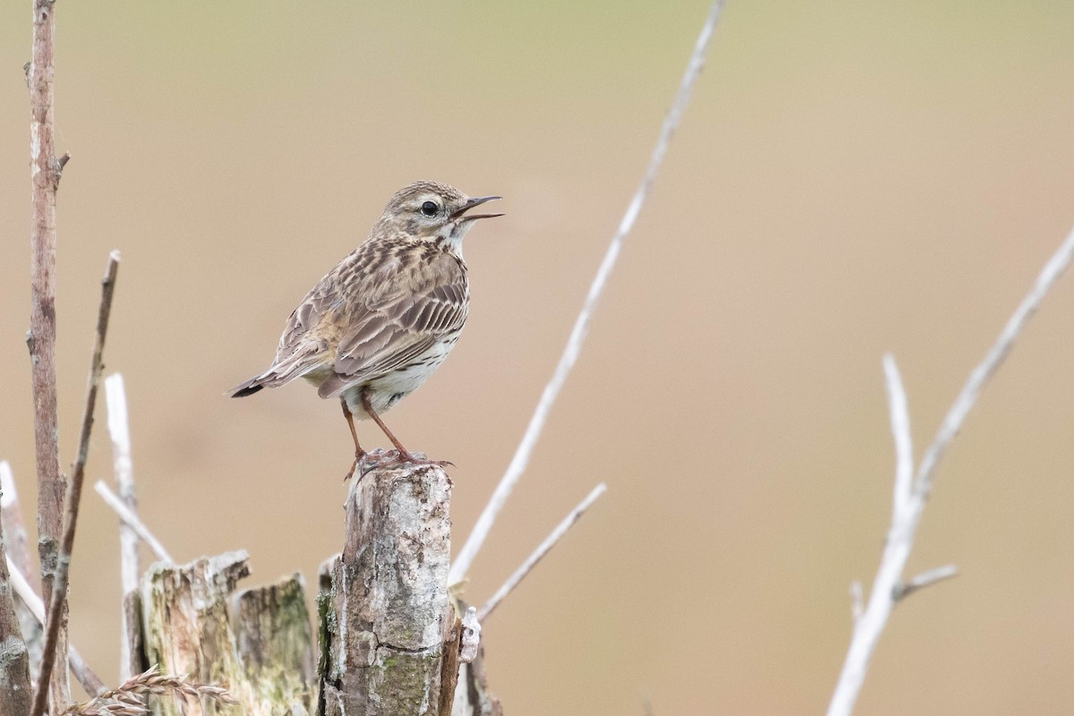 Meadow Pipit - ML620638847