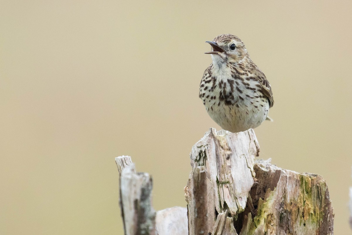 Meadow Pipit - ML620638848