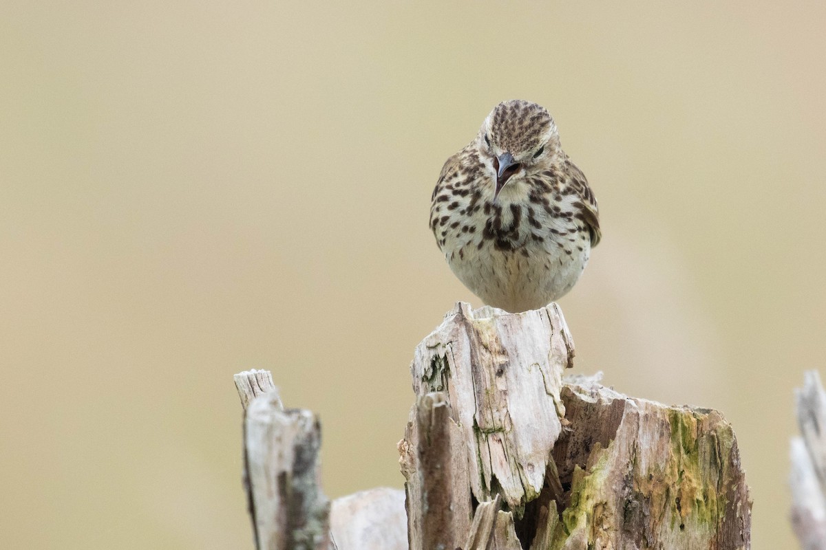 Meadow Pipit - Leo Damrow