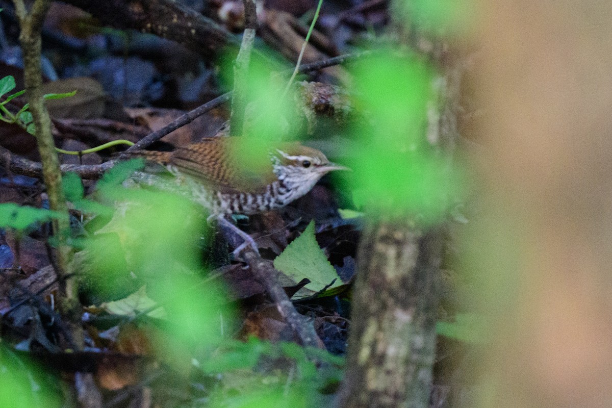 Banded Wren - ML620638850