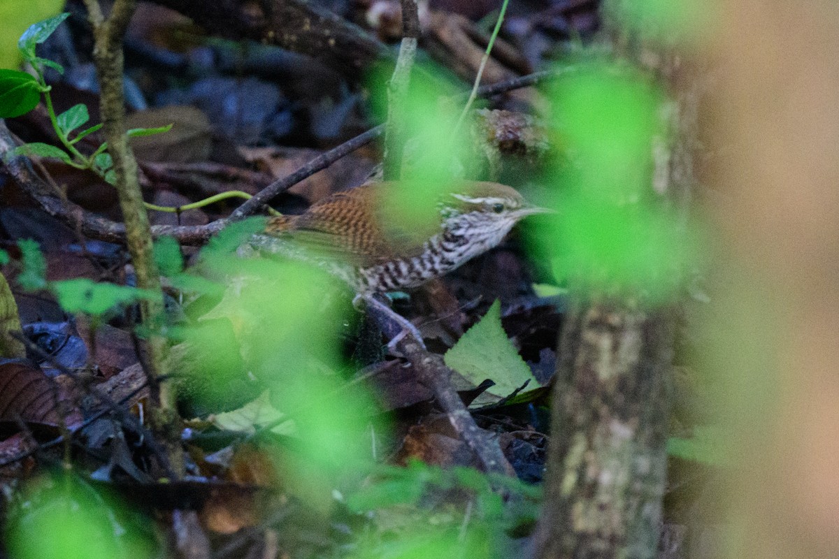 Banded Wren - ML620638852