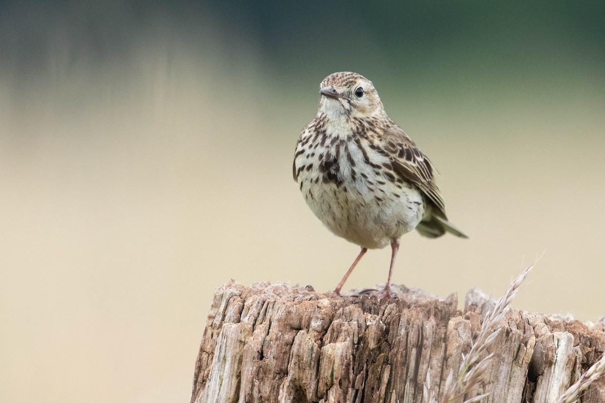 Meadow Pipit - ML620638853