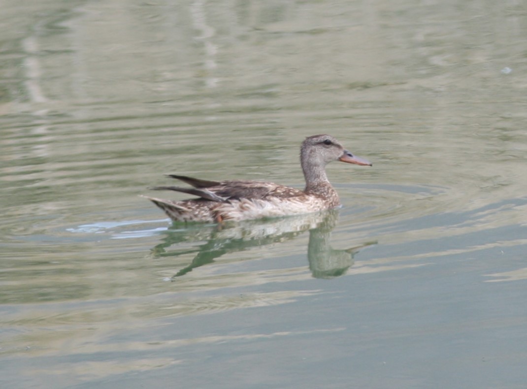 Gadwall - ML620638856