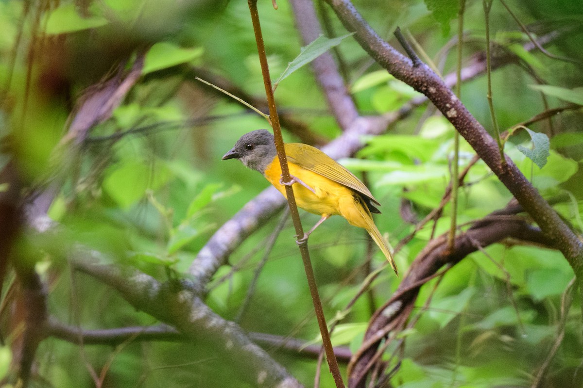 Gray-headed Tanager - ML620638861