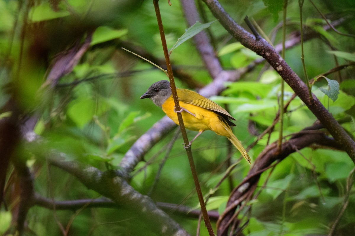 Gray-headed Tanager - ML620638862