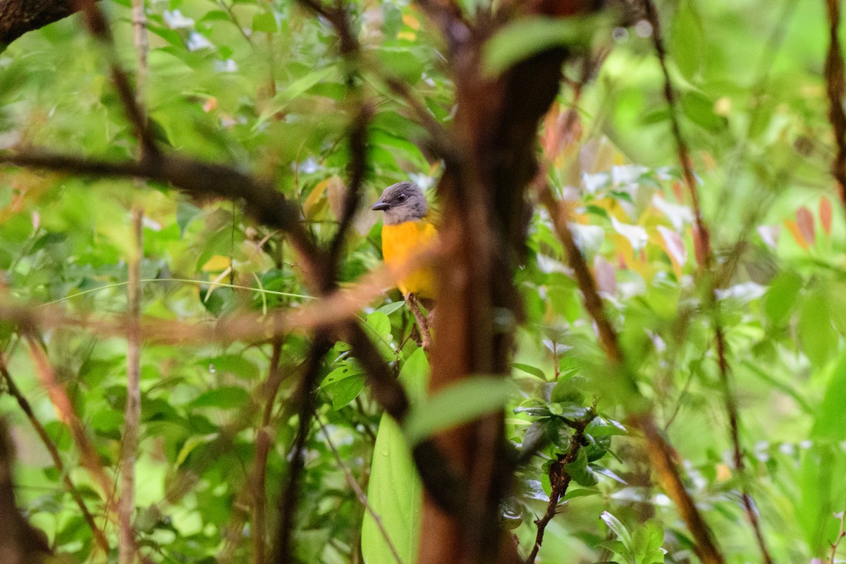 Gray-headed Tanager - ML620638863