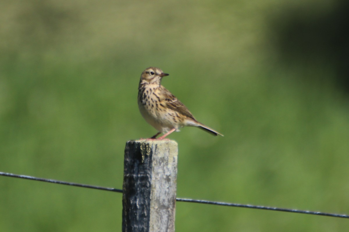 Meadow Pipit - ML620638864