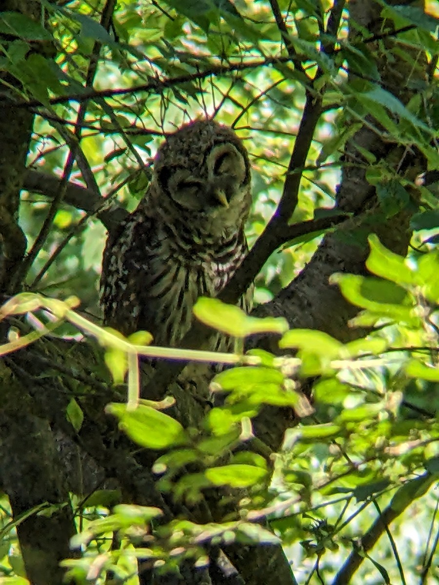 Barred Owl - ML620638867