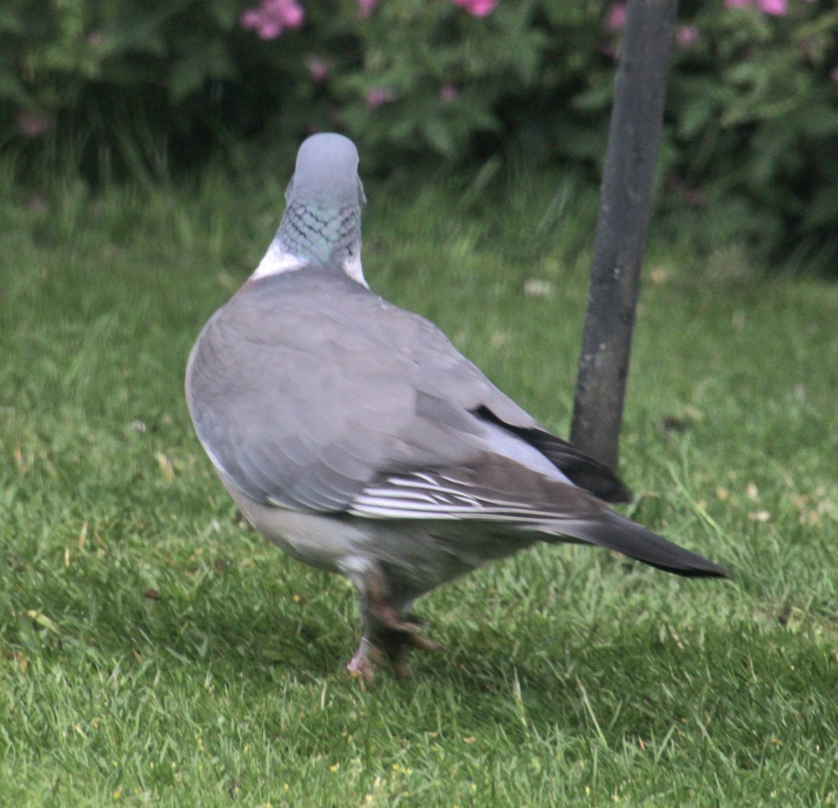 Common Wood-Pigeon (White-necked) - ML620638868
