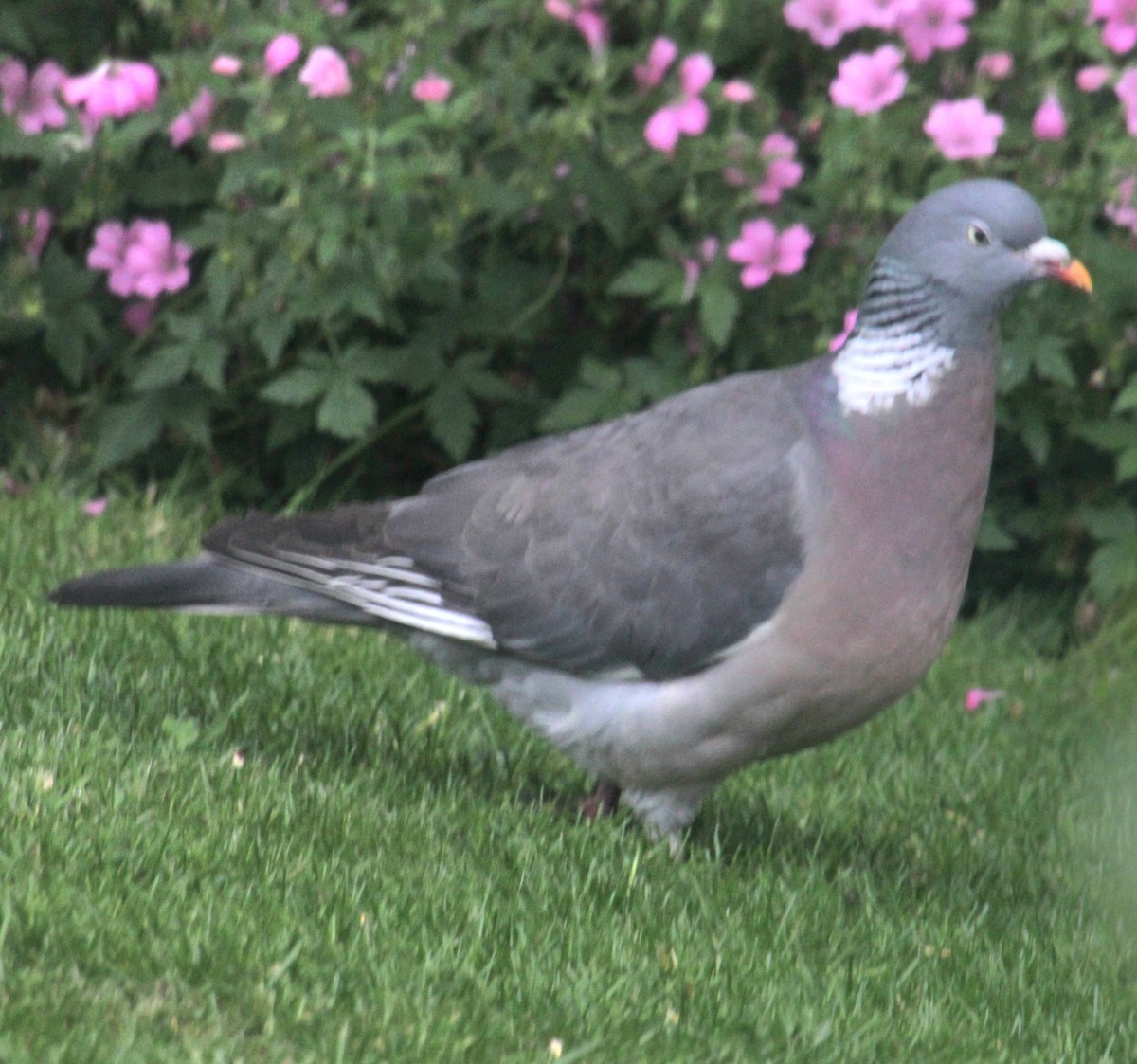 Common Wood-Pigeon (White-necked) - ML620638869