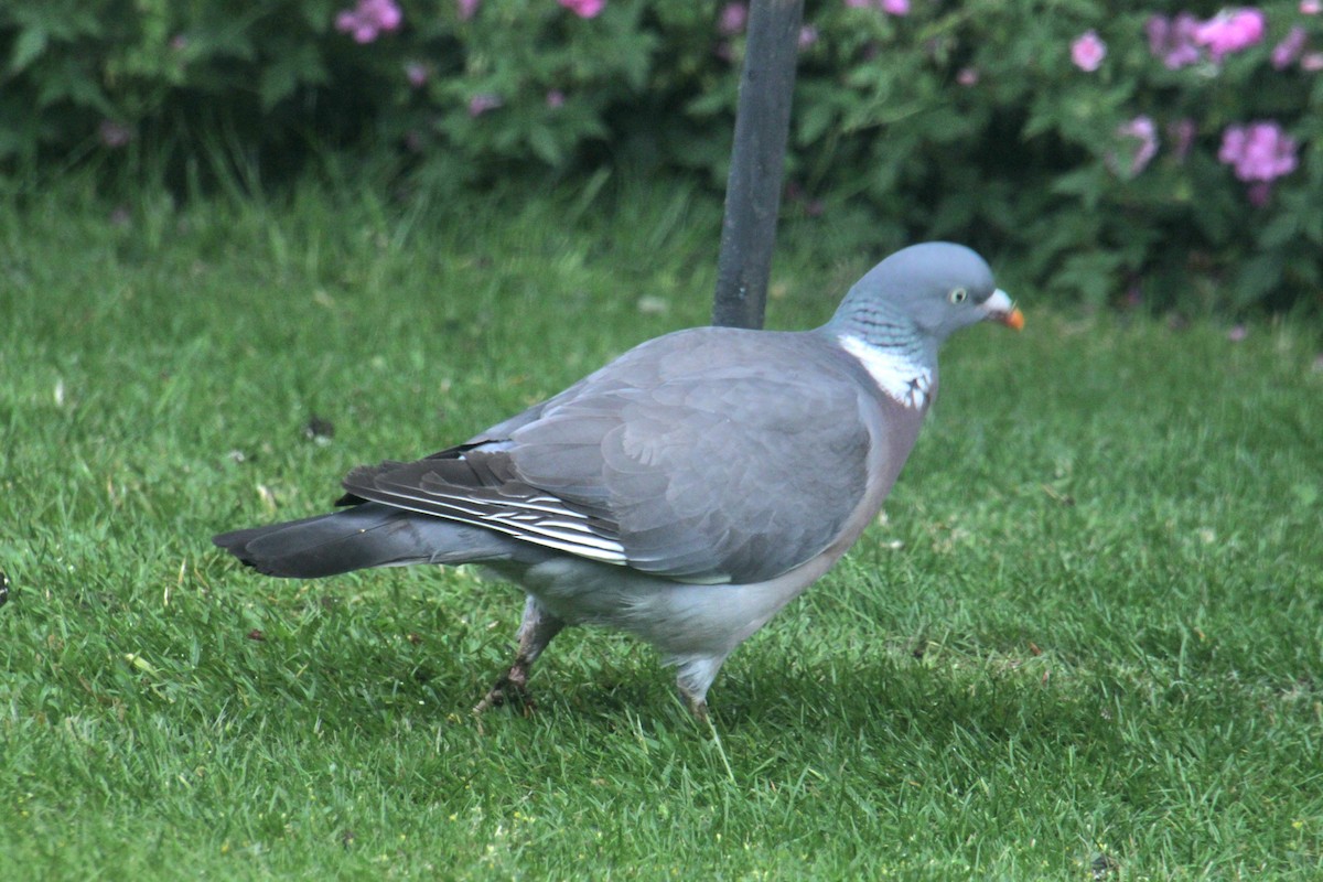 Common Wood-Pigeon (White-necked) - ML620638870