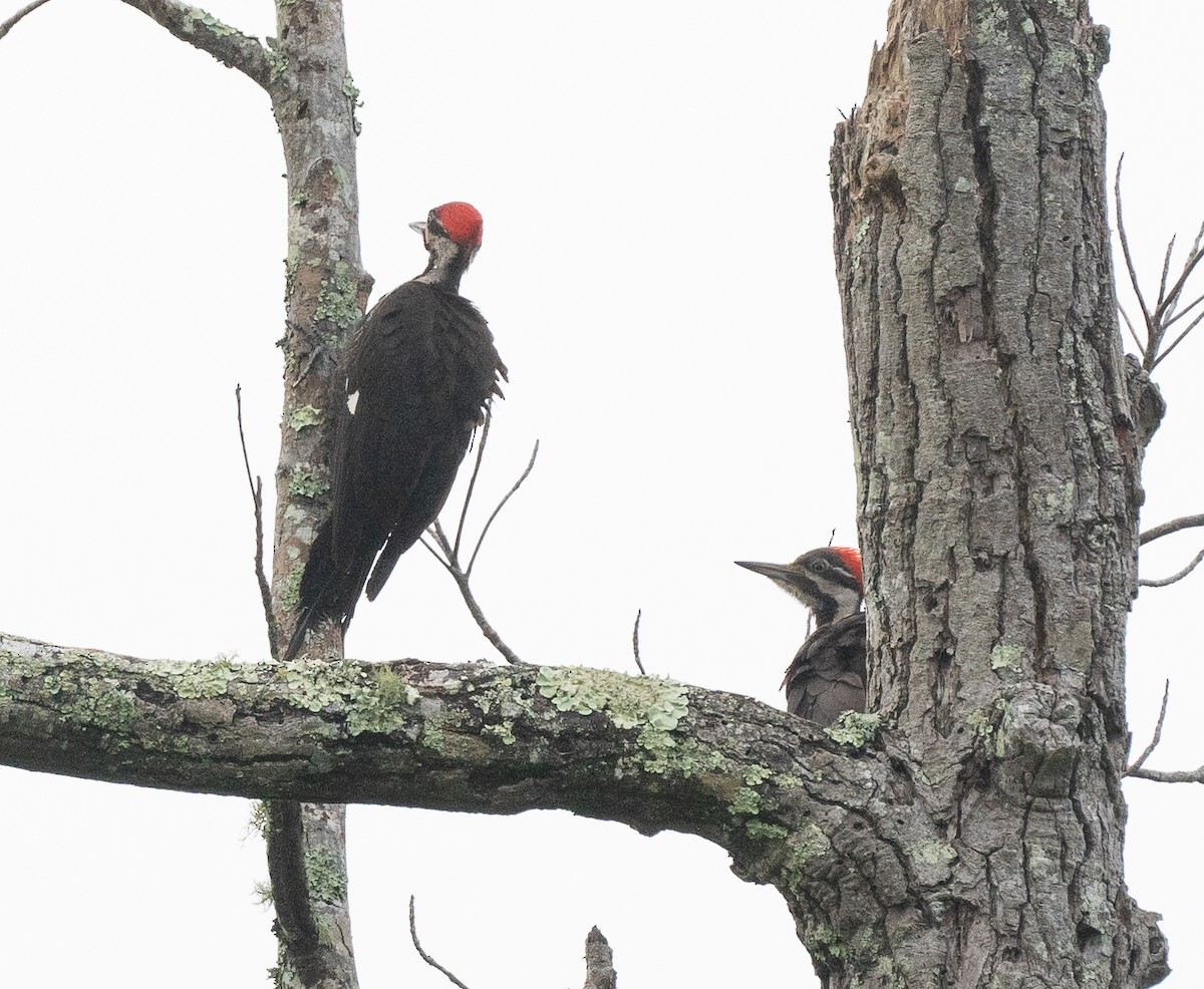 Pileated Woodpecker - Sam Mitcham