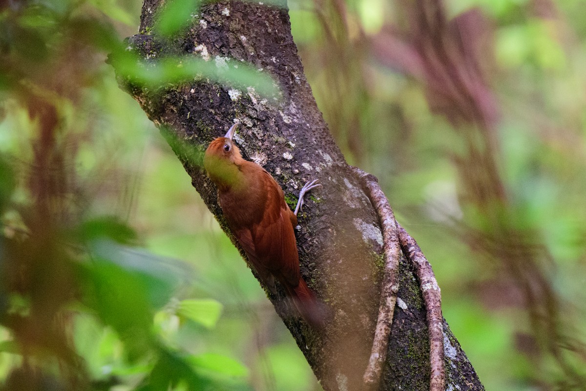 Ruddy Woodcreeper - ML620638872