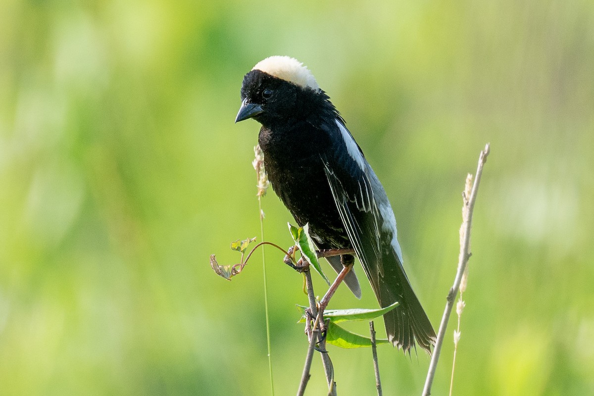 Bobolink - ML620638873