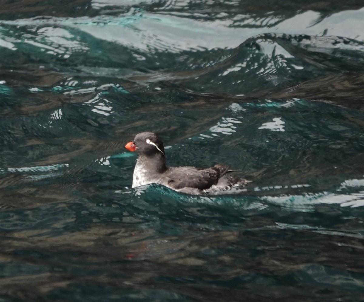 Parakeet Auklet - ML620638874