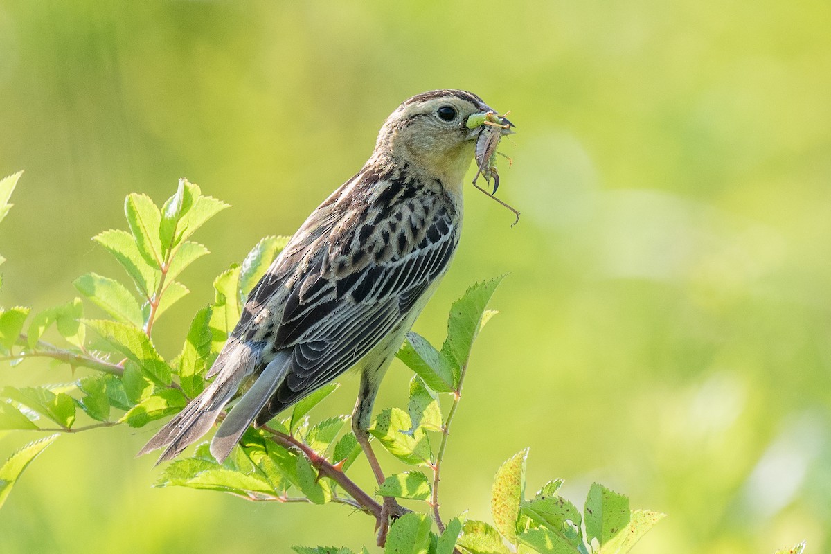 Bobolink - ML620638878