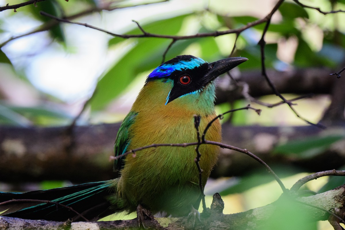 Diademmotmot - ML620638880