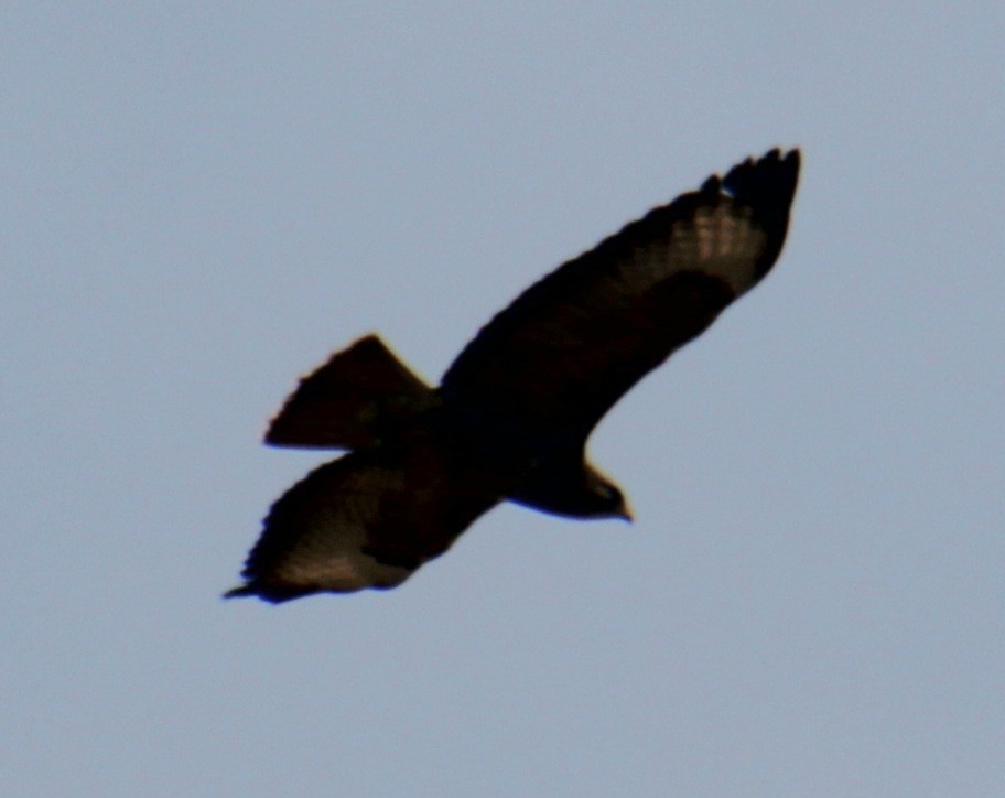 Common Buzzard (Western) - ML620638882