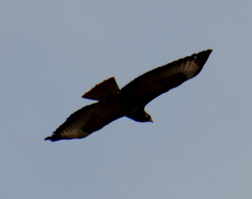 Common Buzzard (Western) - ML620638883