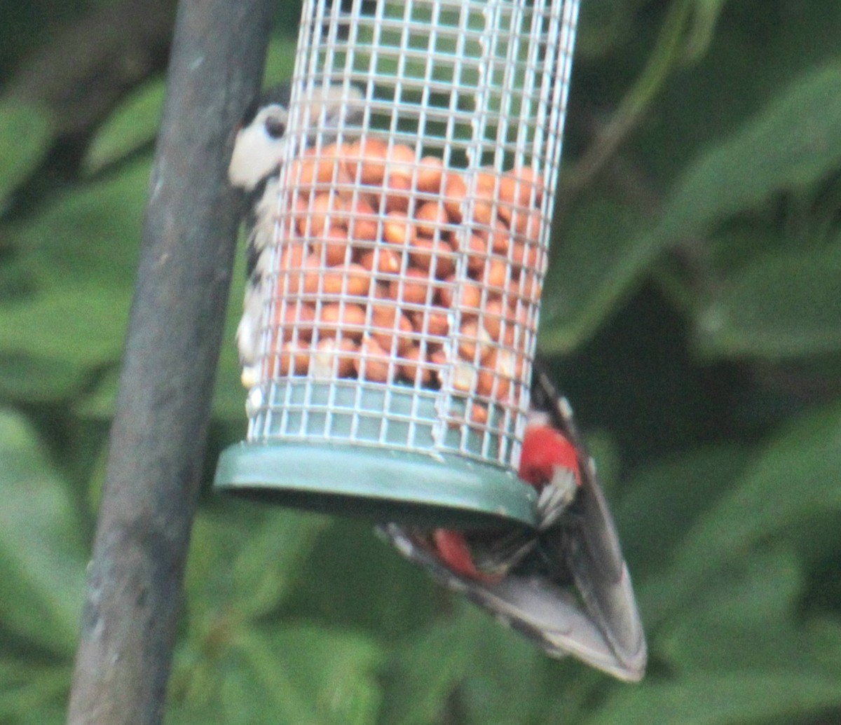 Great Spotted Woodpecker (Great Spotted) - Samuel Harris