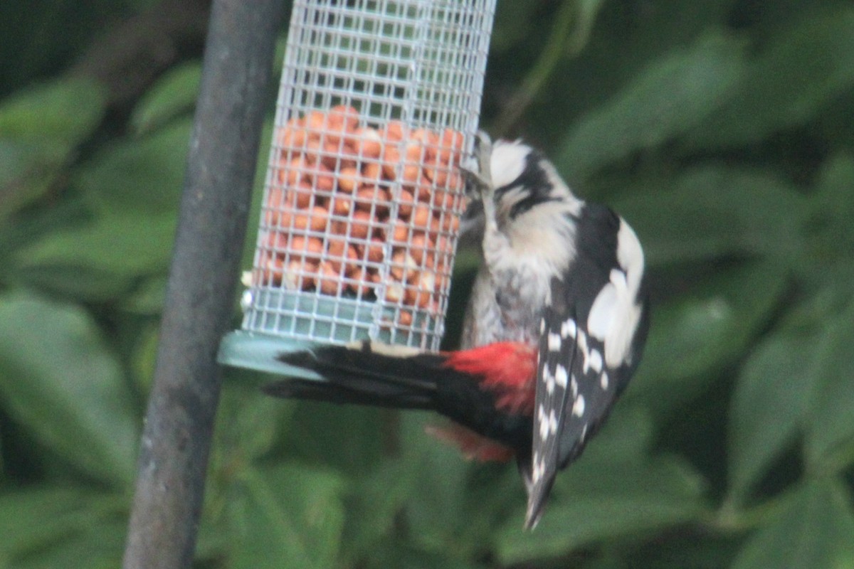 Great Spotted Woodpecker (Great Spotted) - ML620638889