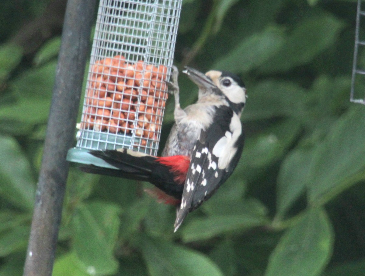 Great Spotted Woodpecker (Great Spotted) - ML620638890