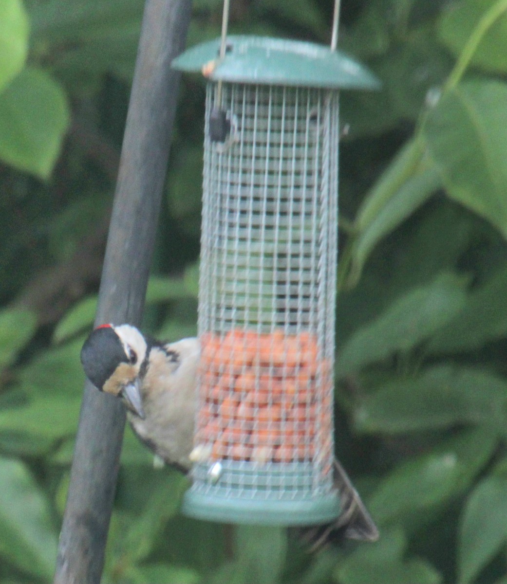 Great Spotted Woodpecker (Great Spotted) - ML620638891