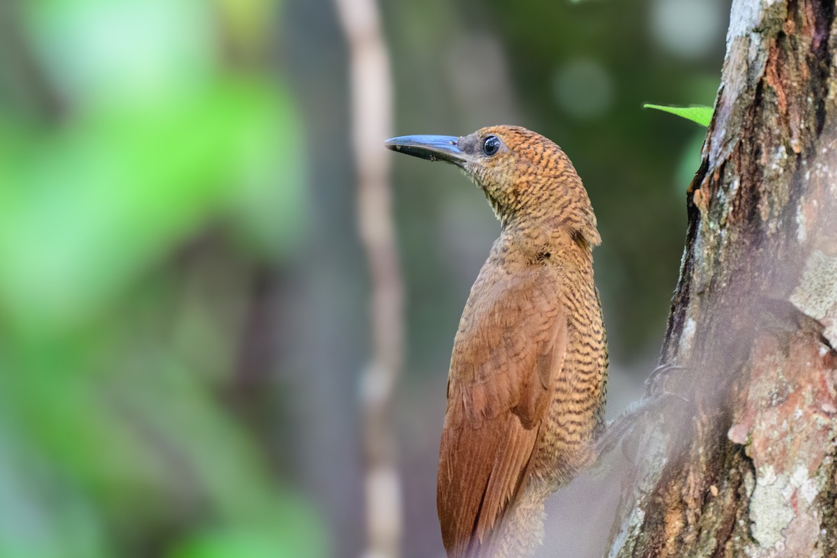 Northern Barred-Woodcreeper - ML620638892