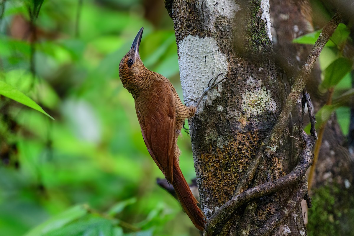 Northern Barred-Woodcreeper - ML620638895