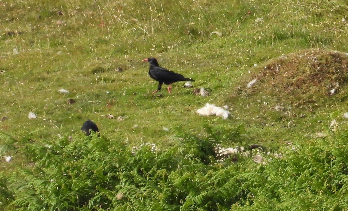 Red-billed Chough - Robin Pollard