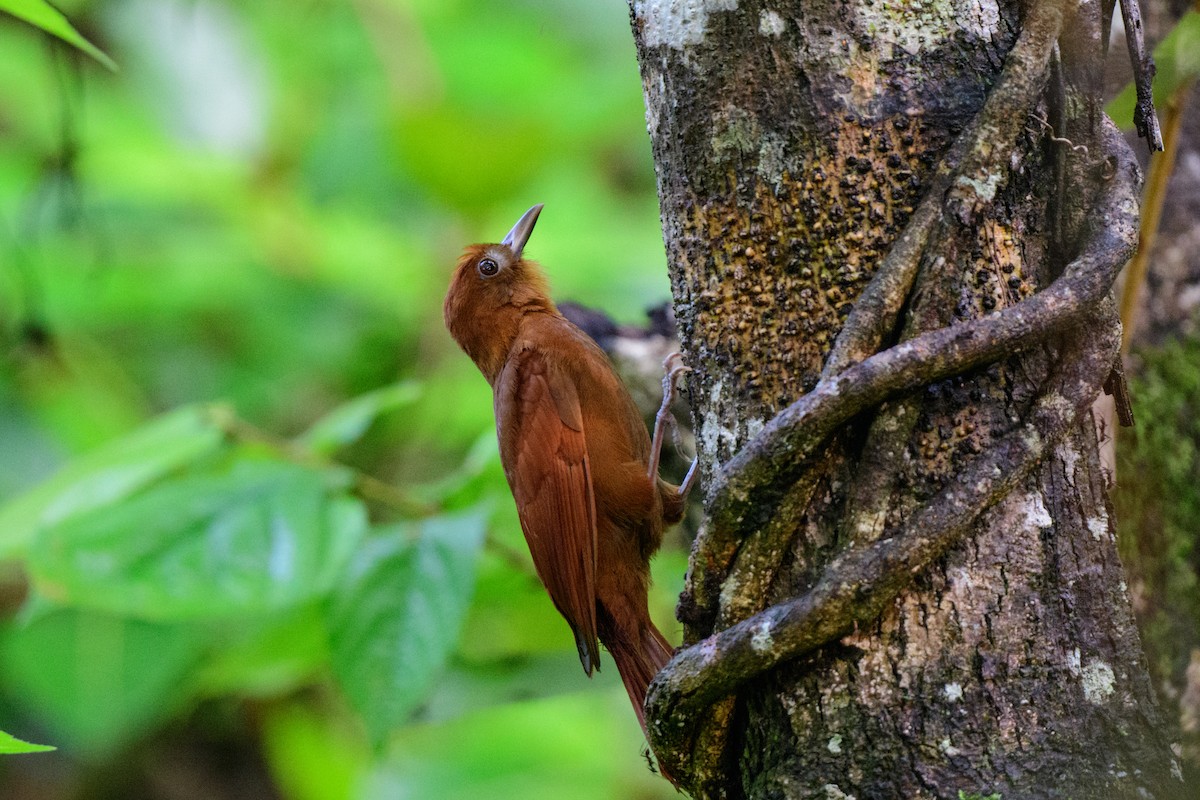 Ruddy Woodcreeper - ML620638899