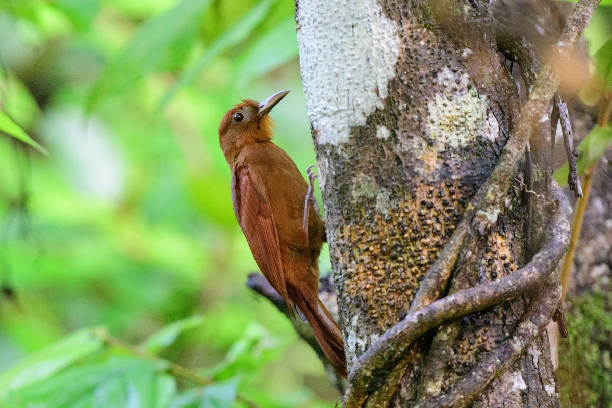 Ruddy Woodcreeper - ML620638900