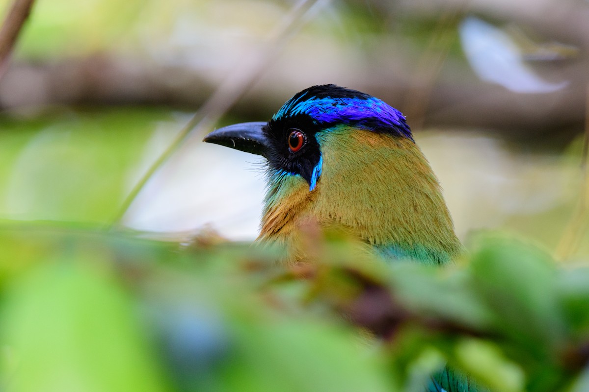 diademmotmot - ML620638908