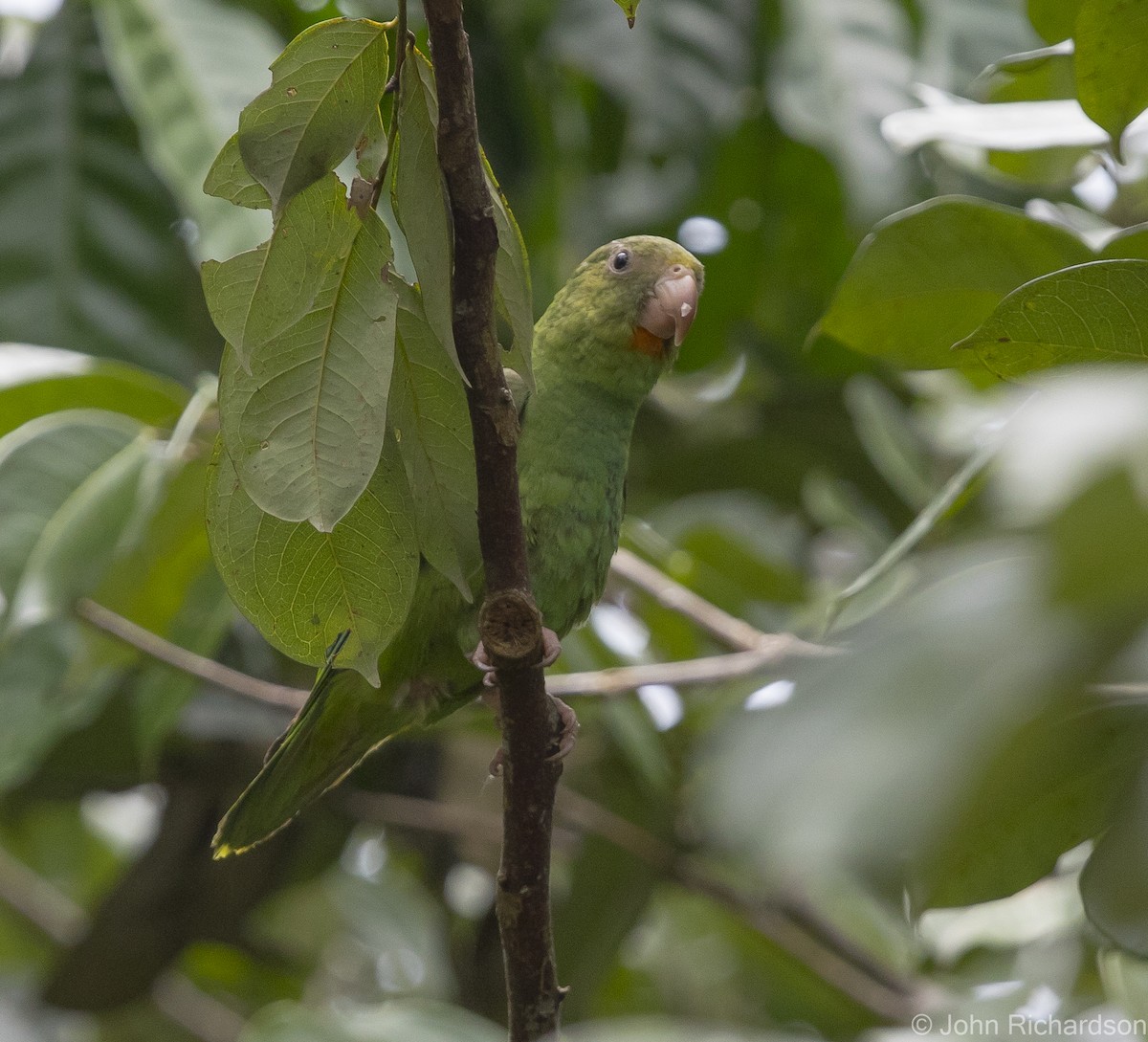 Cobalt-winged Parakeet - ML620638916