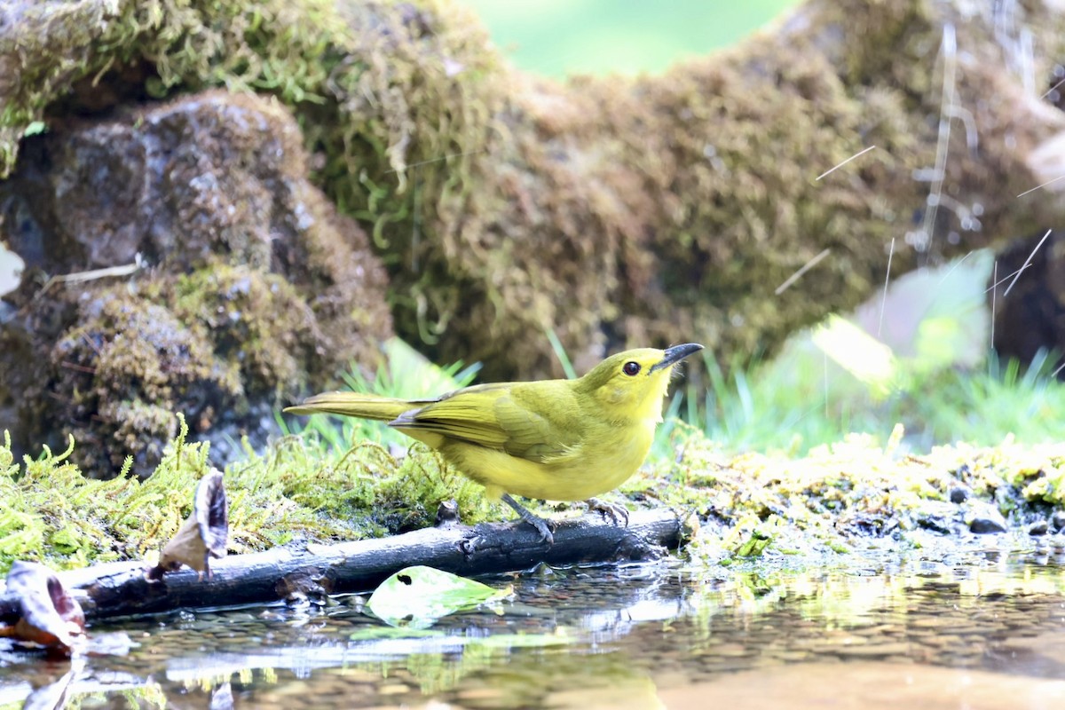 Yellow-browed Bulbul - ML620638918