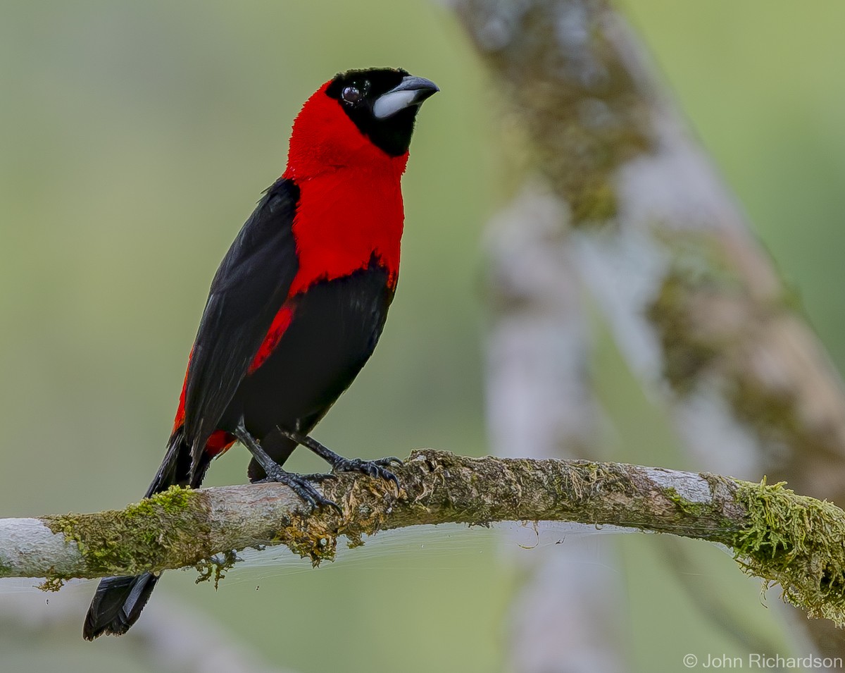 Masked Crimson Tanager - ML620638920