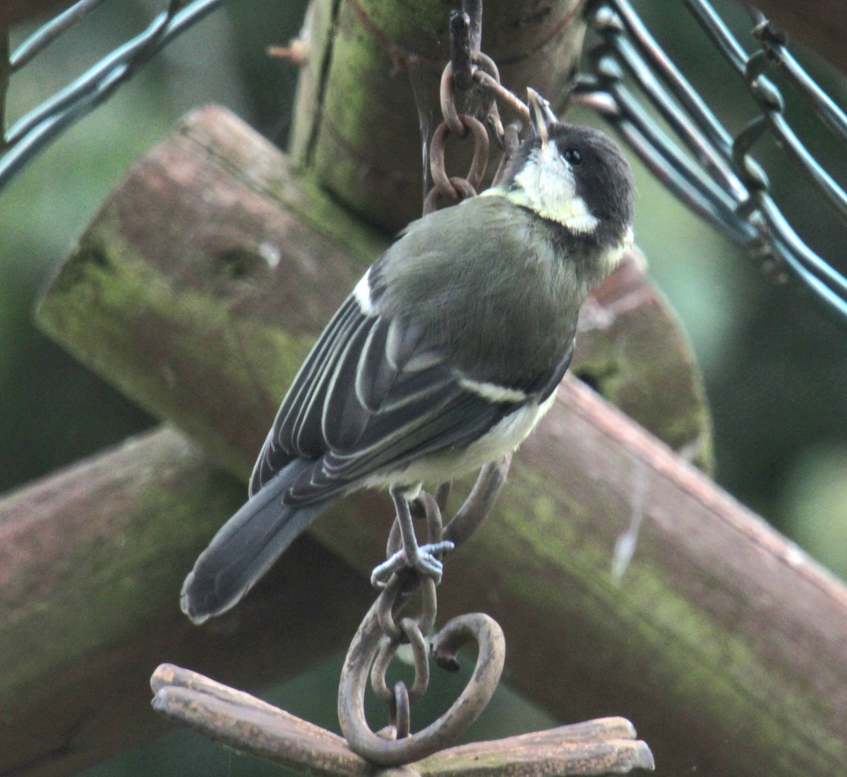 Great Tit (Great) - ML620638922