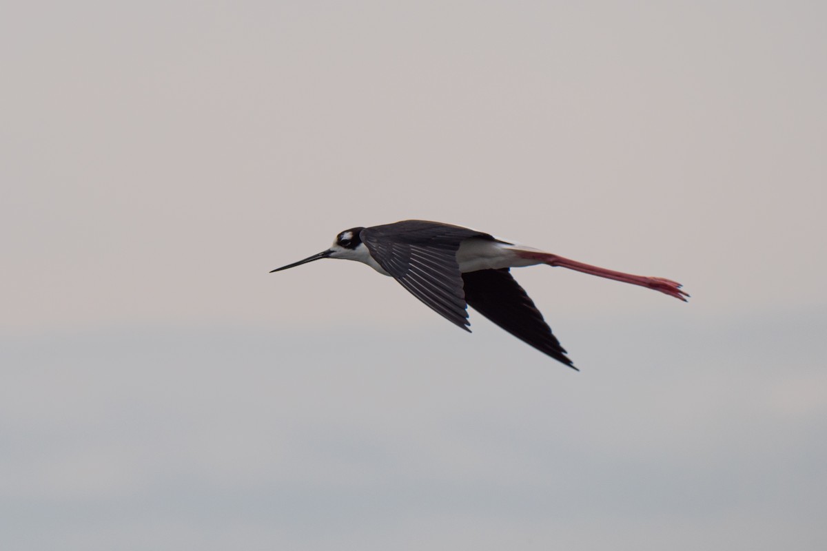 Black-necked Stilt - ML620638924