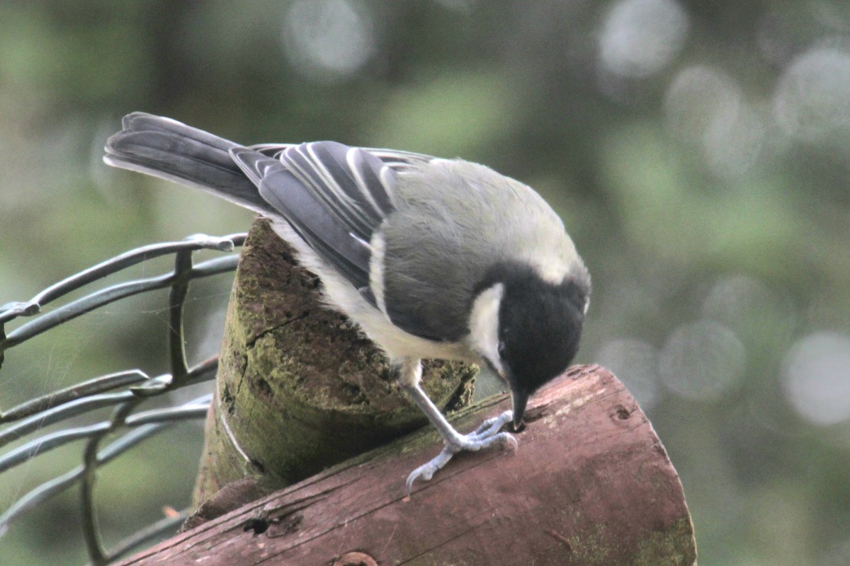 Great Tit (Great) - ML620638927