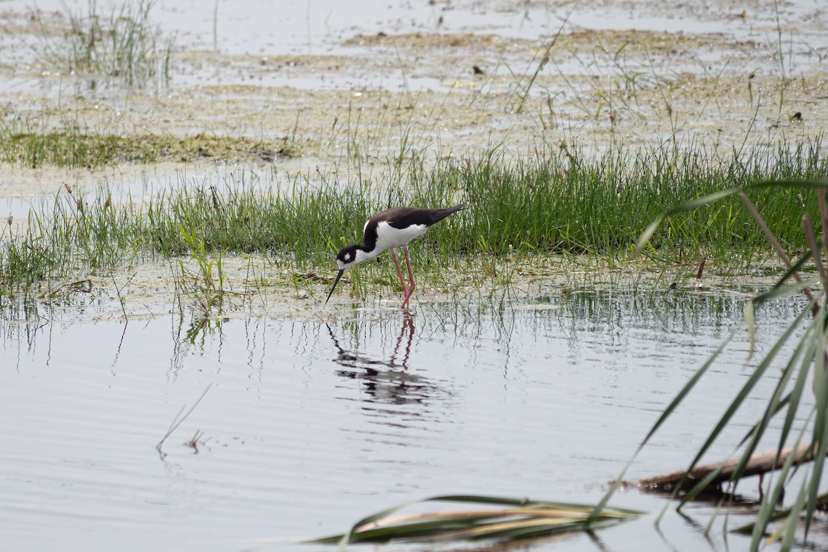 Black-necked Stilt - ML620638928